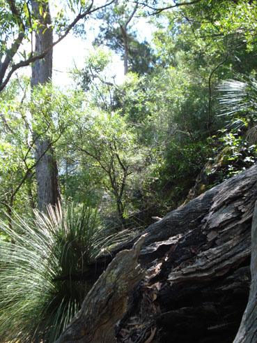 Billen bushland
